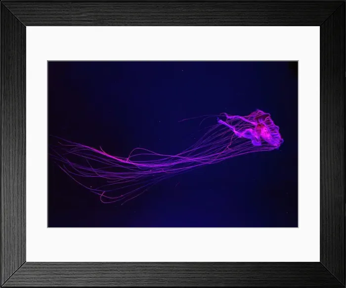 Framed Print : Atlantic sea nettle, Chrysaora quinquecirrha Framed Print : Atlantic sea nettle, Chrysaora quinquecirrha
