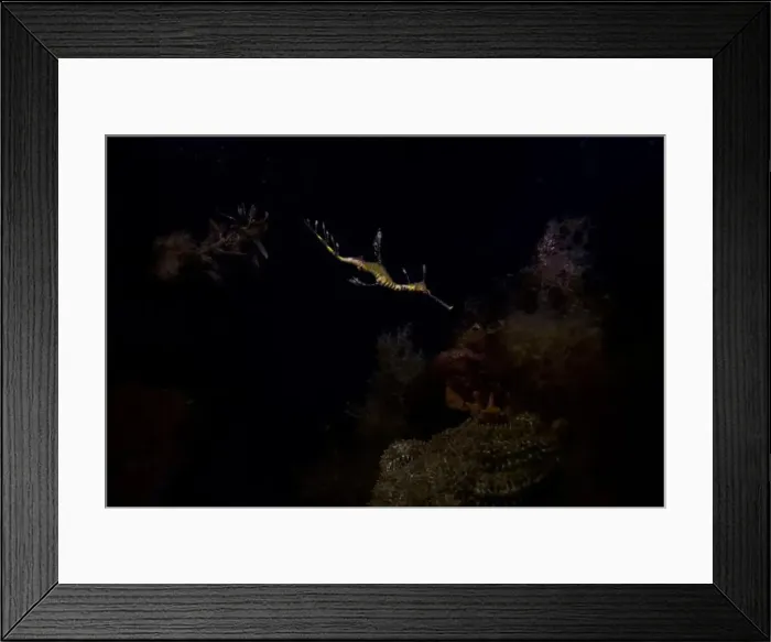 Framed Print : Weedy sea dragon swimming through the water under a pier