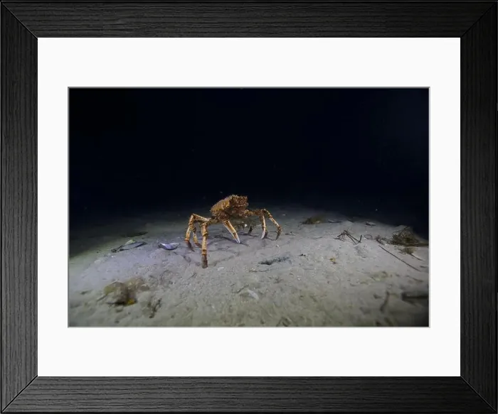 Framed Print : Spider crab marching through the ocean floor during its annual migration Framed Print : Spider crab marching through the ocean floor during its annual migration