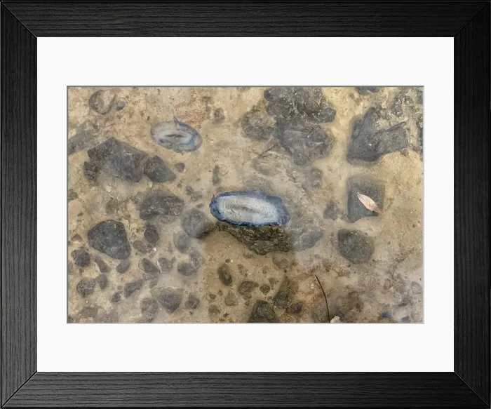 Framed Print : Close-up of Velella jellyfish floating in shallow coastal waters Framed Print : Close-up of Velella jellyfish floating in shallow coastal waters