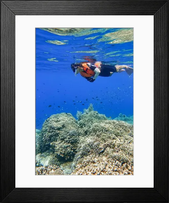 Framed Print : Indonesia Bunaken - Marine life Coral reef - snorkeling Framed Print : Indonesia Bunaken - Marine life Coral reef - snorkeling