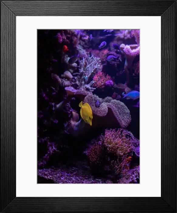 Framed Print : Yellow fish in the aquarium.Underwater world of the ocean. High quality photo Framed Print : Yellow fish in the aquarium.Underwater world of the ocean. High quality photo