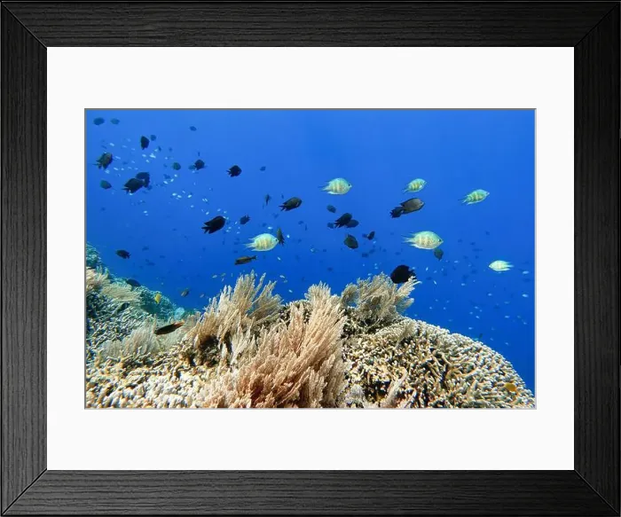 Framed Print : Indonesia Bunaken - Marine life Coral reef with tropical fish Framed Print : Indonesia Bunaken - Marine life Coral reef with tropical fish