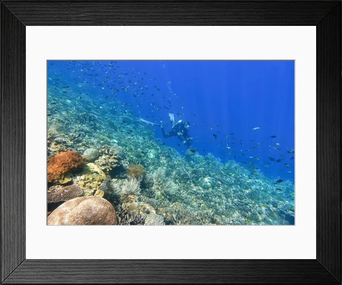 Framed Print : Indonesia Alor Island - Marine life Coral reef with tropical fish