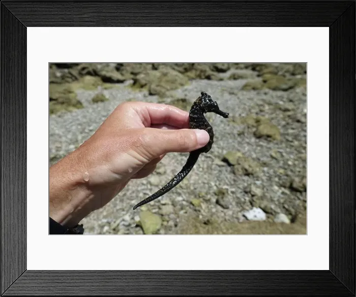 Framed Print : Indonesia Alor - huge seahorse in hand Framed Print : Indonesia Alor - huge seahorse in hand