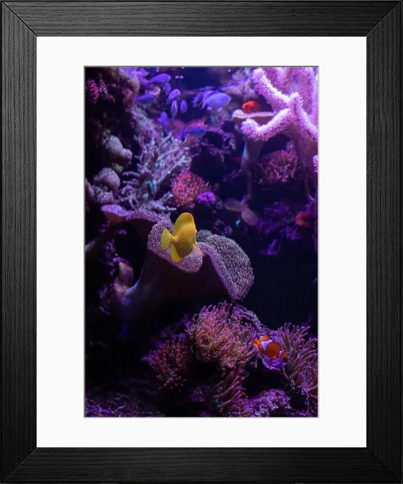 Framed Print : Yellow fish in the aquarium.Underwater world of the ocean. High quality photo Framed Print : Yellow fish in the aquarium.Underwater world of the ocean. High quality photo