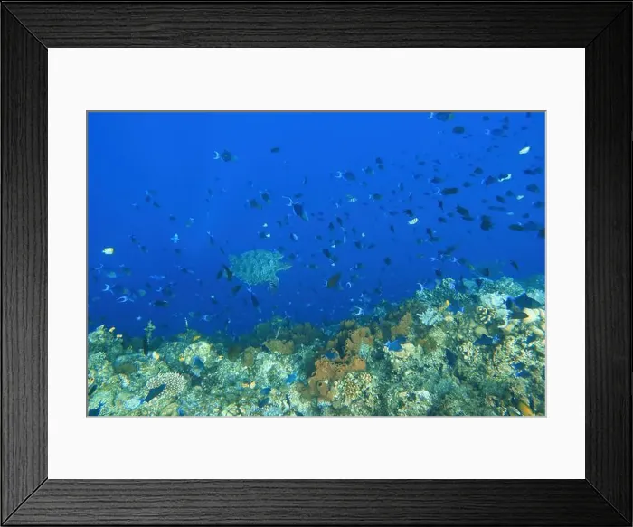 Framed Print : Indonesia Bunaken - Marine life Coral reef with tropical fish and sea turtle
