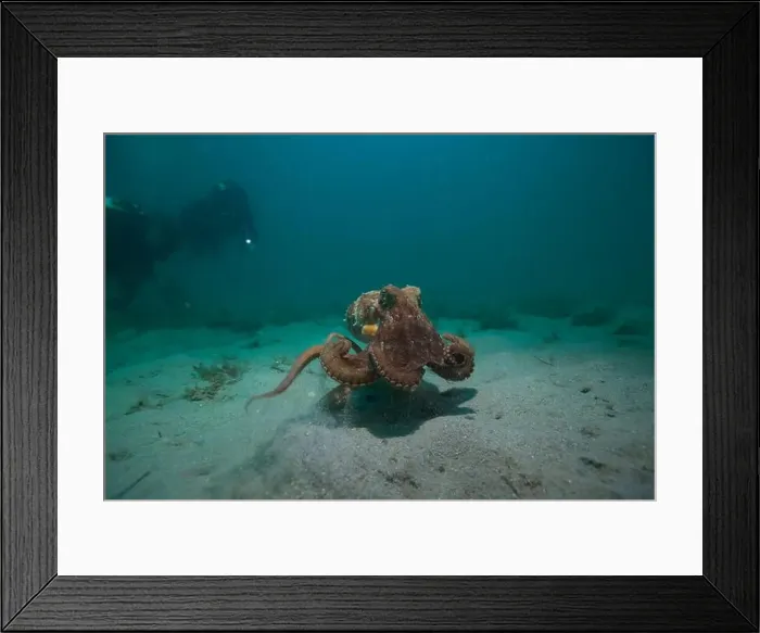 Framed Print : Octopus hunting for food on sand reef Framed Print : Octopus hunting for food on sand reef