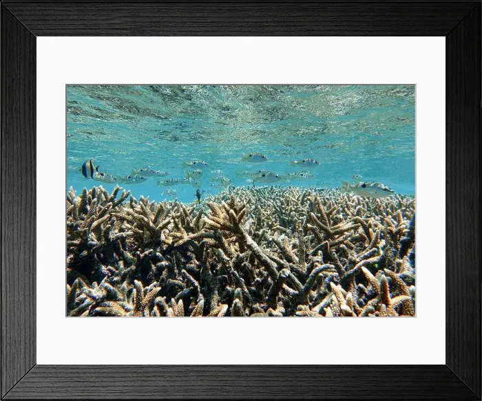 Framed Print : Indonesia Bunaken - Marine life Coral reef with tropical fish Framed Print : Indonesia Bunaken - Marine life Coral reef with tropical fish
