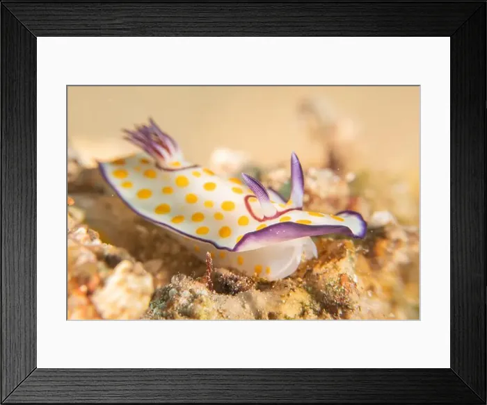 Framed Print : Sea Slug in the Red Sea Colorful and beautiful, Eilat Israel Framed Print : Sea Slug in the Red Sea Colorful and beautiful, Eilat Israel