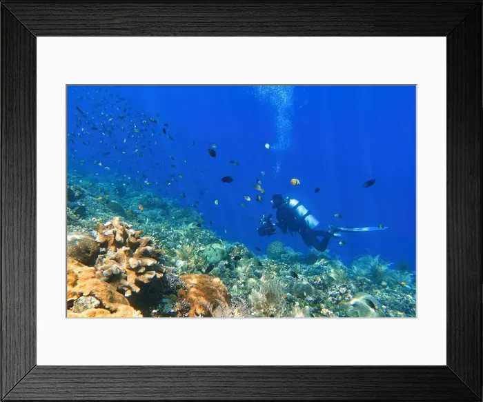 Framed Print : Indonesia Alor Island - Marine life Coral reef with tropical fish Framed Print : Indonesia Alor Island - Marine life Coral reef with tropical fish