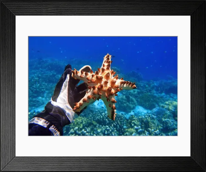 Framed Print : Indonesia Bunaken - Marine life Coral reef with Starfish Framed Print : Indonesia Bunaken - Marine life Coral reef with Starfish
