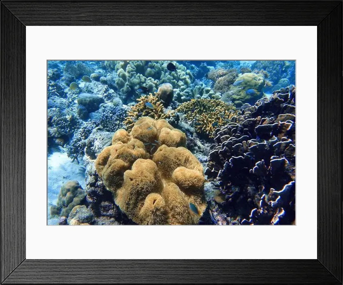 Framed Print : Indonesia Bunaken - Marine life Coral reef with tropical fish Framed Print : Indonesia Bunaken - Marine life Coral reef with tropical fish