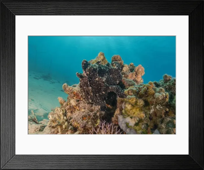 Framed Print : Frogfish swim in the Red Sea, colorful fish, Eilat Israel Framed Print : Frogfish swim in the Red Sea, colorful fish, Eilat Israel