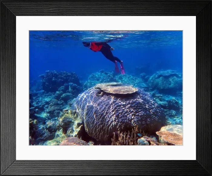 Framed Print : Indonesia Anambas Islands - Woman snorkeling in coral reef Framed Print : Indonesia Anambas Islands - Woman snorkeling in coral reef