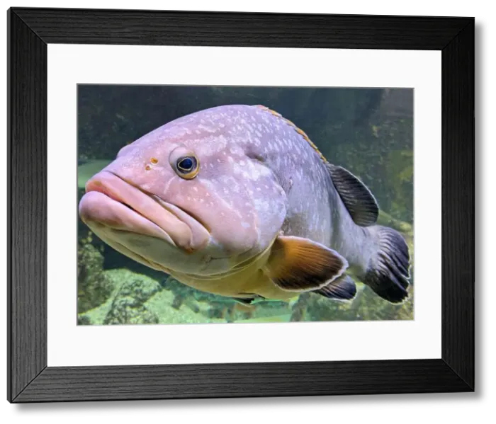 Framed Print : Big ugly grouper fish in aquarium Framed Print : Big ugly grouper fish in aquarium