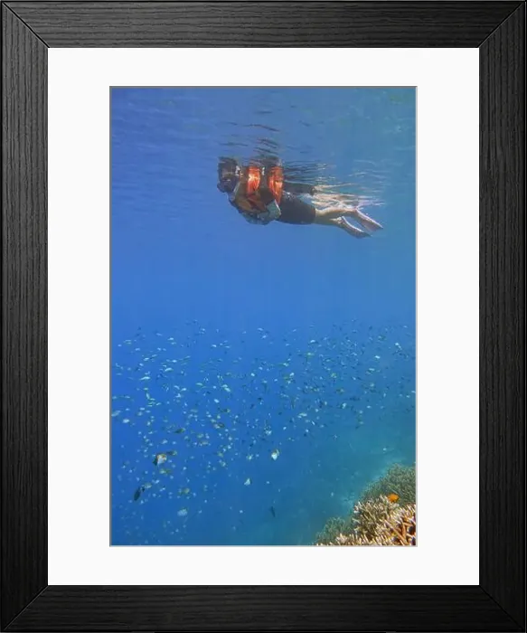 Framed Print : Indonesia Bunaken - Marine life in Coral reef - snorkeling Framed Print : Indonesia Bunaken - Marine life in Coral reef - snorkeling