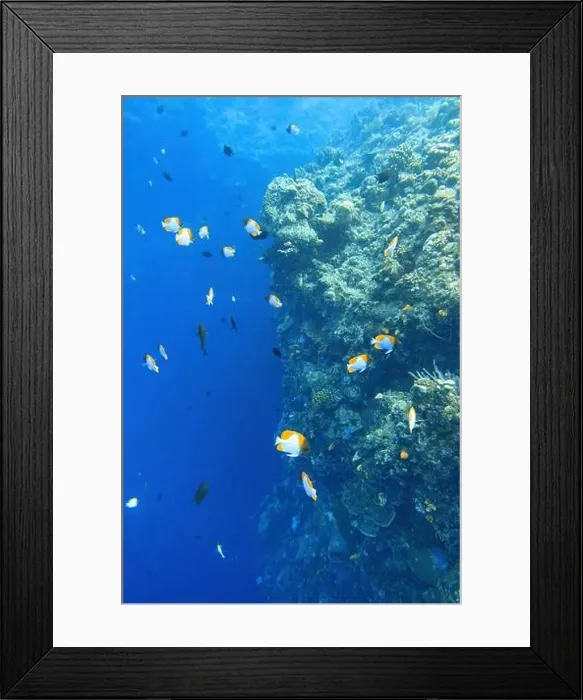 Framed Print : Indonesia Bunaken - Marine life Coral reef with tropical fish Framed Print : Indonesia Bunaken - Marine life Coral reef with tropical fish