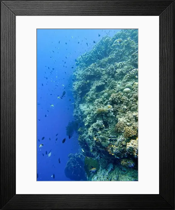 Framed Print : Indonesia Bunaken - Marine life Coral reef with tropical fish Framed Print : Indonesia Bunaken - Marine life Coral reef with tropical fish