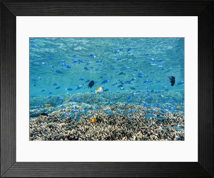Framed Print : Indonesia Bunaken - Marine life Coral reef with tropical fish Framed Print : Indonesia Bunaken - Marine life Coral reef with tropical fish