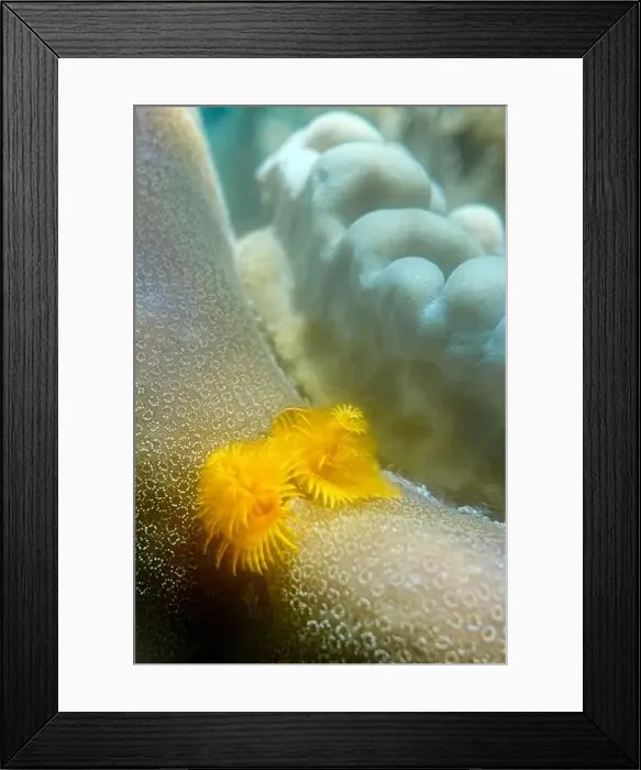 Framed Print : Indonesia Bunaken - Marine life Coral reef with Christmas tree worm Framed Print : Indonesia Bunaken - Marine life Coral reef with Christmas tree worm