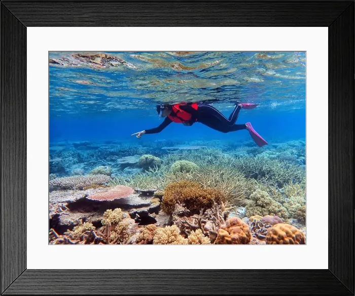 Framed Print : Indonesia Anambas Islands - Woman snorkeling in coral reef Framed Print : Indonesia Anambas Islands - Woman snorkeling in coral reef