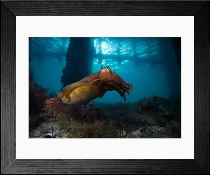 Framed Print : Cuttlefish swimming through the water under a pier Framed Print : Cuttlefish swimming through the water under a pier