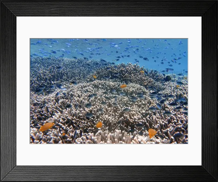 Framed Print : Indonesia Bunaken - Marine life Coral reef with tropical fish Framed Print : Indonesia Bunaken - Marine life Coral reef with tropical fish