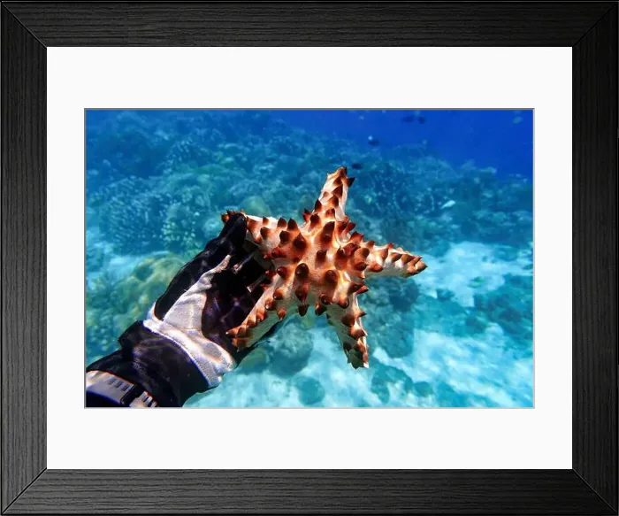 Framed Print : Indonesia Bunaken - Marine life Coral reef with Starfish Framed Print : Indonesia Bunaken - Marine life Coral reef with Starfish