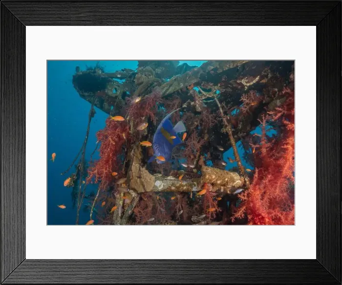 Framed Print : Fish swim at the Tubbataha Reefs national park Philippines Framed Print : Fish swim at the Tubbataha Reefs national park Philippines