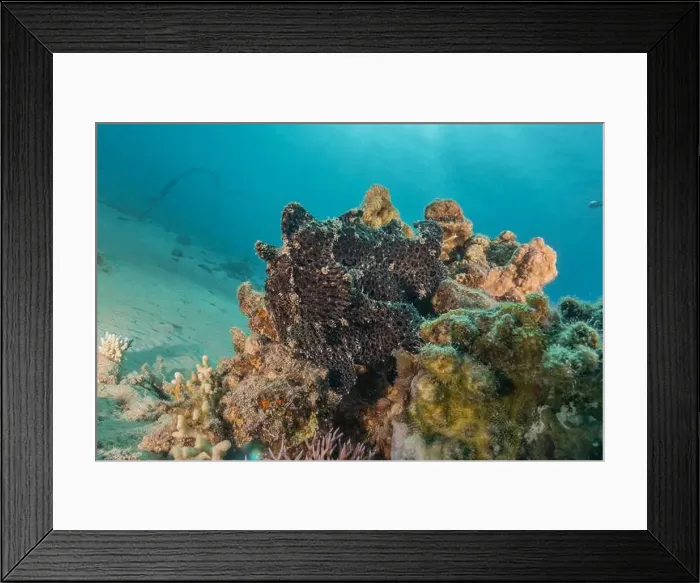 Framed Print : Frogfish swim in the Red Sea, colorful fish, Eilat Israel Framed Print : Frogfish swim in the Red Sea, colorful fish, Eilat Israel