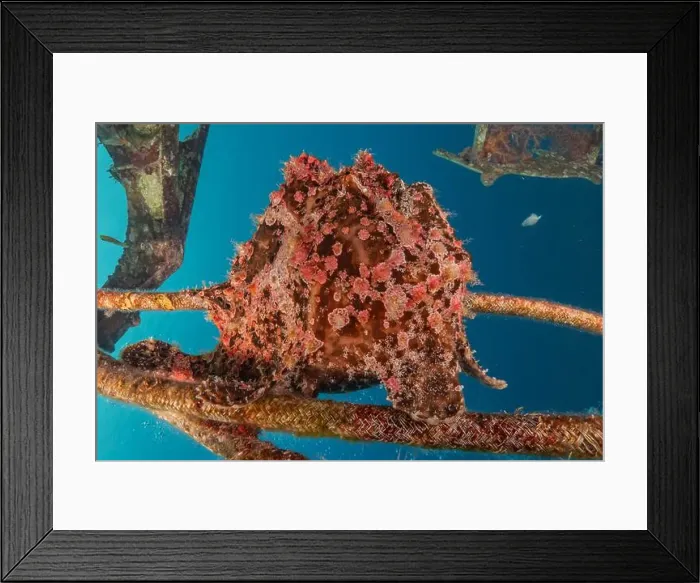 Framed Print : Frogfish swim in the Red Sea, colorful fish, Eilat Israel Framed Print : Frogfish swim in the Red Sea, colorful fish, Eilat Israel