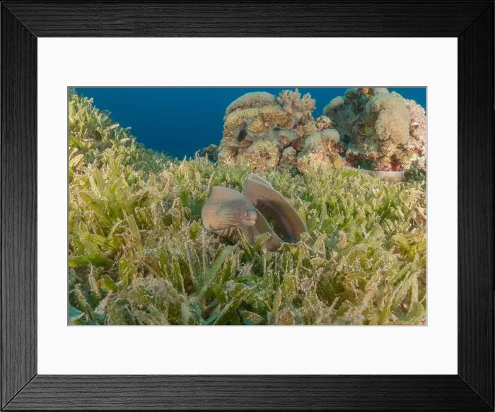 Framed Print : Moray eel Mooray lycodontis undulatus in the Red Sea, Eilat Israel Framed Print : Moray eel Mooray lycodontis undulatus in the Red Sea, Eilat Israel