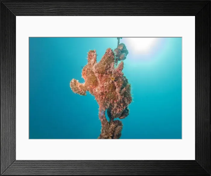 Framed Print : Frogfish swim in the Red Sea, colorful fish, Eilat Israel Framed Print : Frogfish swim in the Red Sea, colorful fish, Eilat Israel