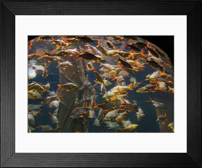 Framed Print : Beautiful Colorful Fish in the Colorful Coral Reef in an Ocean with Nemo Framed Print : Beautiful Colorful Fish in the Colorful Coral Reef in an Ocean with Nemo
