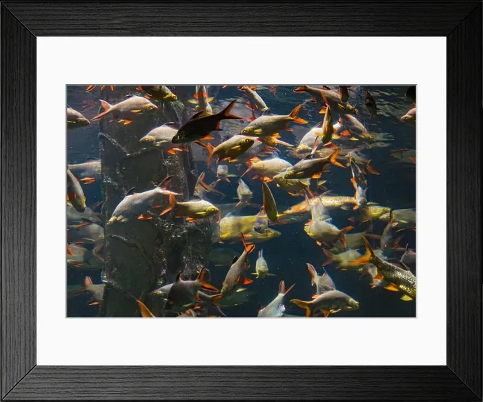 Framed Print : Beautiful Colorful Fish in the Colorful Coral Reef in an Ocean with Nemo Framed Print : Beautiful Colorful Fish in the Colorful Coral Reef in an Ocean with Nemo
