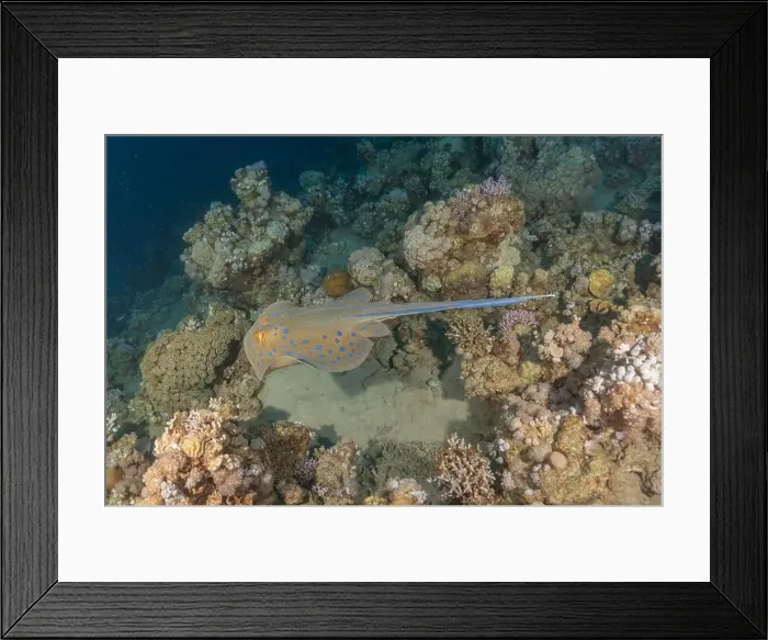 Framed Print : Blue-spotted stingray On the seabed in the Red Sea Eilat, Israel Framed Print : Blue-spotted stingray On the seabed in the Red Sea Eilat, Israel
