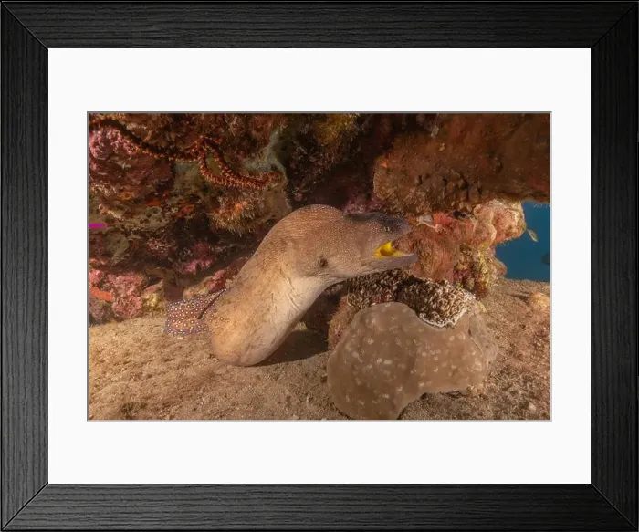 Framed Print : Moray eel Mooray lycodontis undulatus in the Red Sea, Eilat Israel Framed Print : Moray eel Mooray lycodontis undulatus in the Red Sea, Eilat Israel