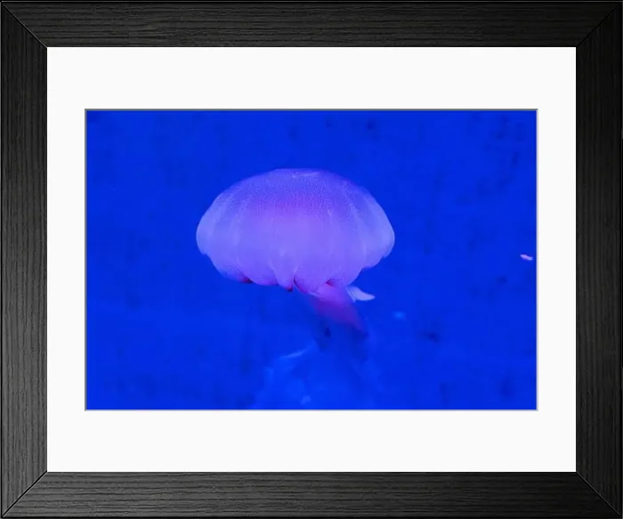 Framed Print : Red Orange White Big Jelly Fish in an Ocean
