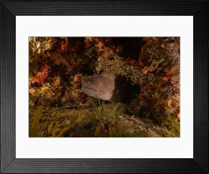 Framed Print : Moray eel Mooray lycodontis undulatus in the Red Sea, Eilat Israel Framed Print : Moray eel Mooray lycodontis undulatus in the Red Sea, Eilat Israel