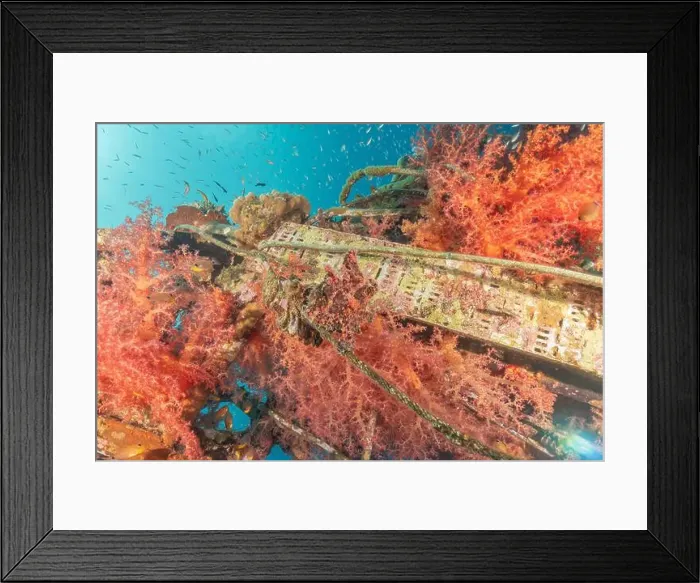 Framed Print : Lionfish in the Red Sea colorful fish, Eilat Israel Framed Print : Lionfish in the Red Sea colorful fish, Eilat Israel