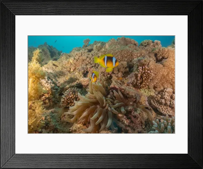 Framed Print : Clown-fish anemonefish in the Red Sea Colorful and beautiful, Eilat Israel Framed Print : Clown-fish anemonefish in the Red Sea Colorful and beautiful, Eilat Israel