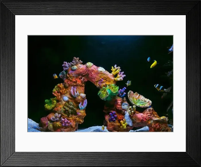 Framed Print : Beautiful Colorful Fish in the Colorful Coral Reef in an Ocean with Nemo Framed Print : Beautiful Colorful Fish in the Colorful Coral Reef in an Ocean with Nemo