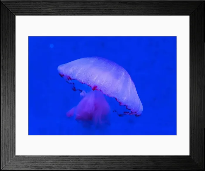 Framed Print : Red Orange White Big Jelly Fish in an Ocean Framed Print : Red Orange White Big Jelly Fish in an Ocean