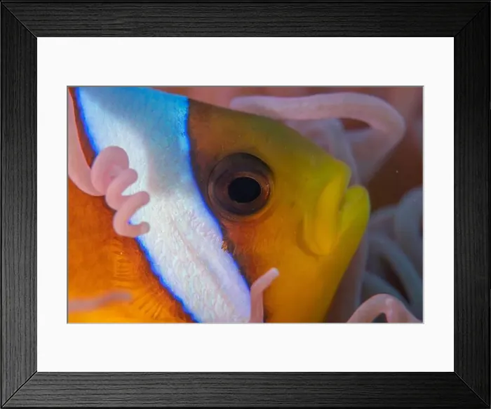 Framed Print : Clown-fish anemonefish in the Red Sea Colorful and beautiful, Eilat Israel Framed Print : Clown-fish anemonefish in the Red Sea Colorful and beautiful, Eilat Israel