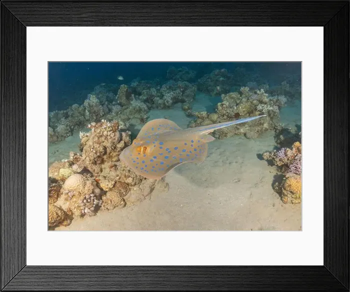 Framed Print : Blue-spotted stingray On the seabed in the Red Sea Eilat, Israel Framed Print : Blue-spotted stingray On the seabed in the Red Sea Eilat, Israel