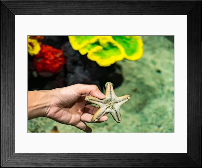 Framed Print : Chocolate Chip StarFish from ocean in the Hands of a human with coral reef in background Framed Print : Chocolate Chip StarFish from ocean in the Hands of a human with coral reef in background