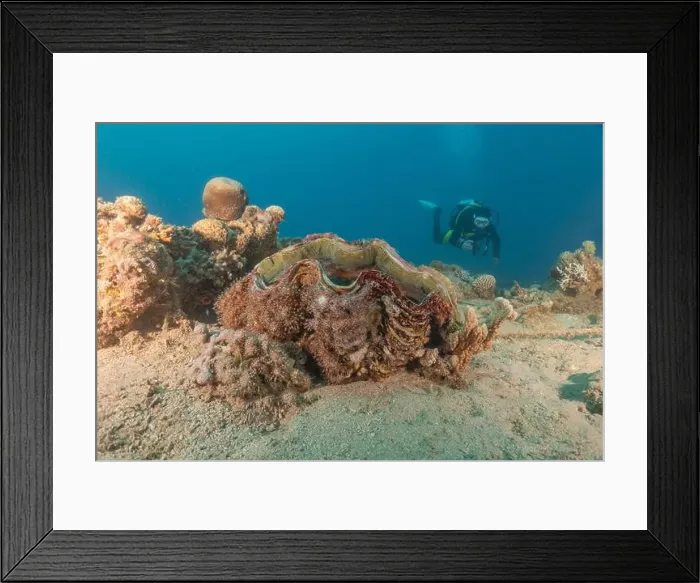 Framed Print : Giant Clam in the Red Sea Colorful and beautiful, Eilat Israel Framed Print : Giant Clam in the Red Sea Colorful and beautiful, Eilat Israel