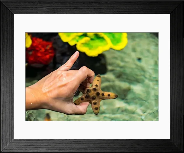Framed Print : Chocolate Chip StarFish from ocean in the Hands of a human with coral reef in background Framed Print : Chocolate Chip StarFish from ocean in the Hands of a human with coral reef in background