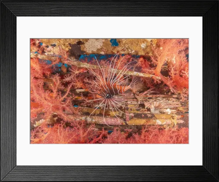 Framed Print : Lionfish in the Red Sea colorful fish, Eilat Israel Framed Print : Lionfish in the Red Sea colorful fish, Eilat Israel